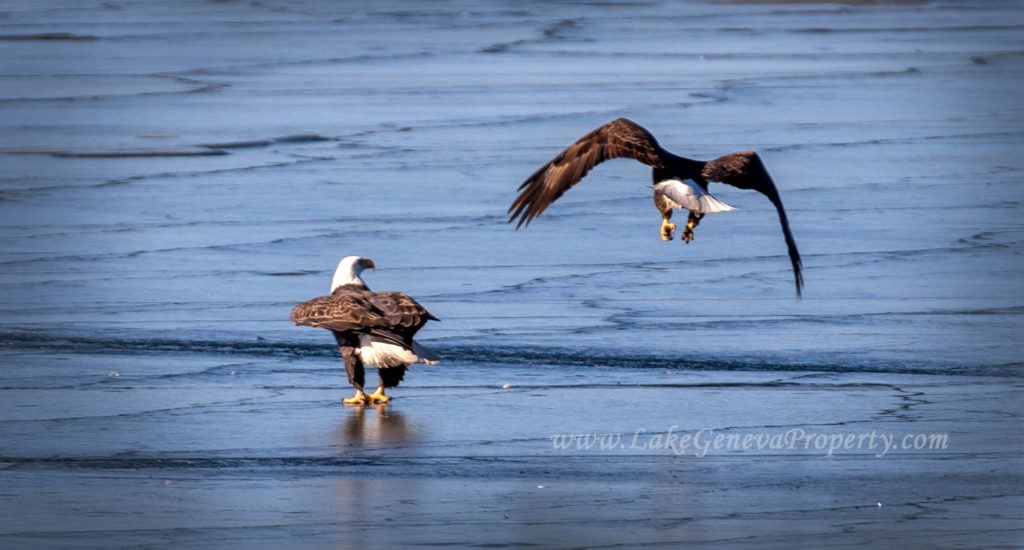 Bald Eagles on Lake Geneva